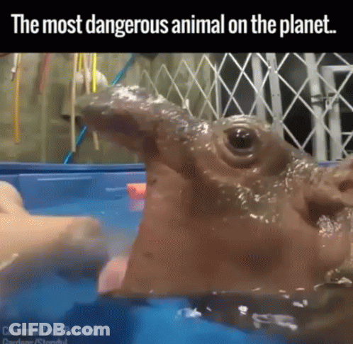 A Picture Of A Hippopotamus In A Pool With The Caption " The Most Dangerous Animal On The Planet " GIF
