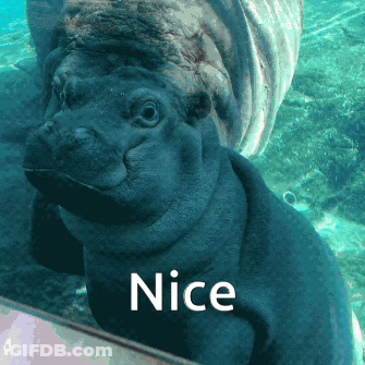 A Picture Of A Hippopotamus With The Word Nice On It GIF