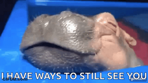 A Picture Of A Hippopotamus With The Words " I Have Ways To Still See You " Written Below It GIF