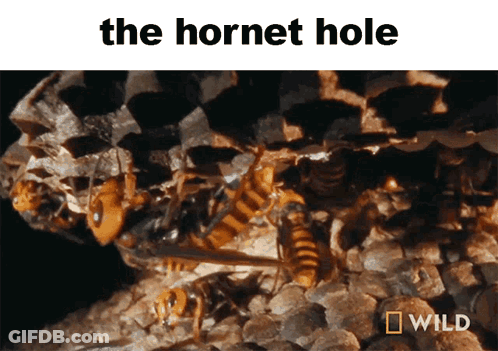 A Picture Of A Hornet Hole With A Wild Logo Below It GIF