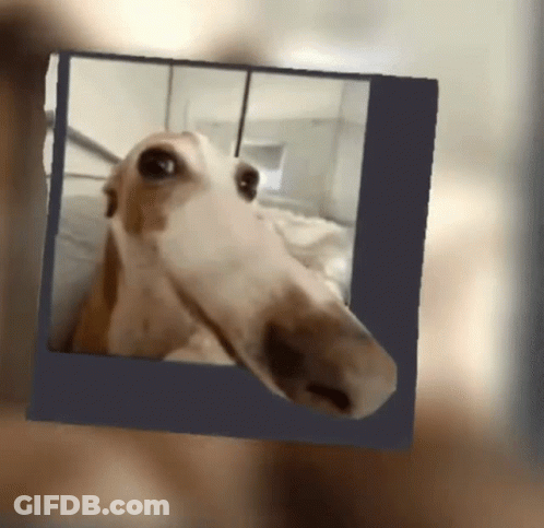 A Picture Of A Horse With A Very Long Neck GIF
