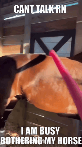 A Picture Of A Horse With The Caption Cant Talk Rn I Am Busy Bothered My Horse GIF