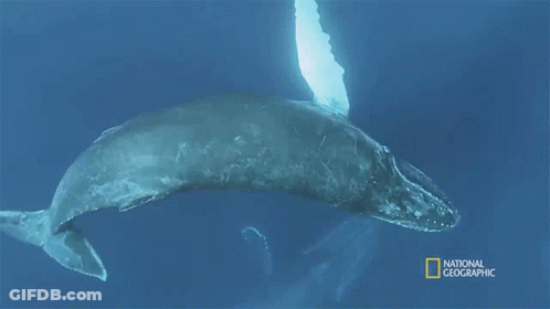A Picture Of A Humpback Whale With The Words National Geographic On The Bottom GIF