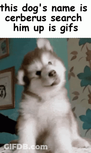 A Picture Of A Husky Puppy With A Caption That Says This Dog 'S Name Is Cerberus GIF