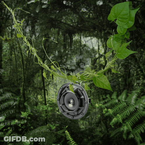 A Picture Of A Jungle With A Yellow R On It GIF