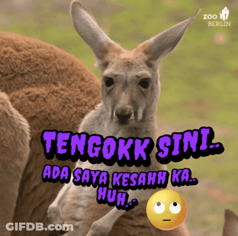 Kangaroo Captioned Tengokk Sini Ada Saya GIF