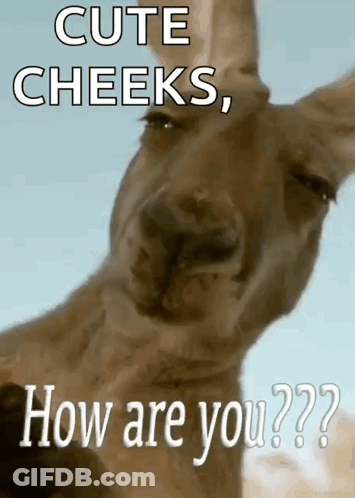 A Picture Of A Kangaroo With The Words Cute Cheeks , How Are You ? GIF
