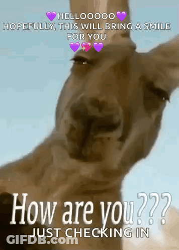 A Picture Of A Kangaroo With The Words How Are You Just Checking In On It GIF