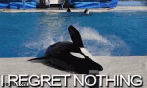 A Picture Of A Killer Whale In A Pool With The Words I Regret Nothing Below It GIF