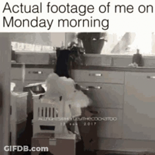 A Picture Of A Kitchen With A Caption That Says Actual Footage Of Me On Monday Morning . GIF
