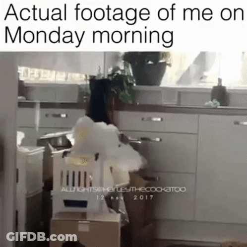 A Picture Of A Kitchen With A Caption That Says ' Actual Footage Of Me On Monday Morning ' On It GIF