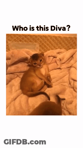 A Picture Of A Kitten Laying On A Blanket With The Caption " Who Is This Diva " GIF