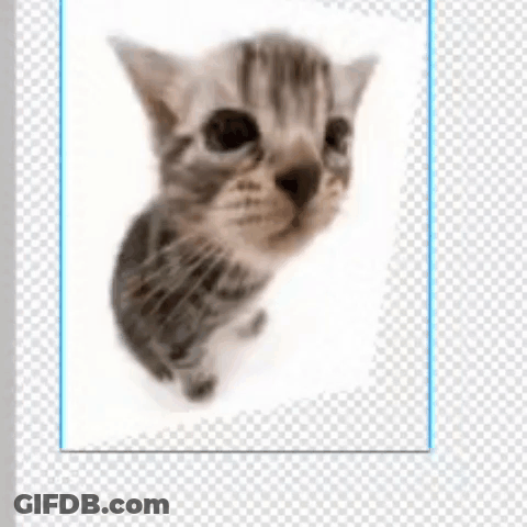 A Picture Of A Kitten Looking At The Camera GIF