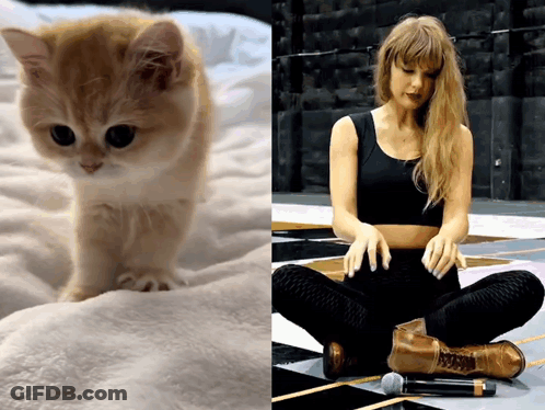 A Picture Of A Kitten Next To A Picture Of Taylor Swift GIF