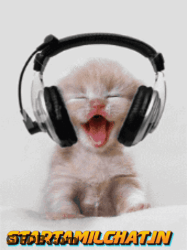 A Picture Of A Kitten Wearing Headphones With The Words Startamilechatin Underneath GIF