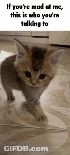 A Picture Of A Kitten With A Caption That Says If You 'Re Mad At Me This Is Who You Are Talking To GIF