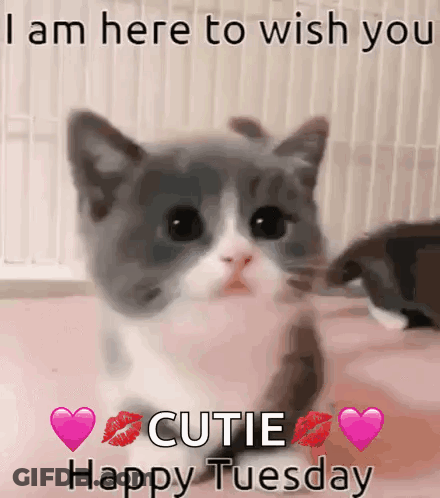 A Picture Of A Kitten With A Message That Says " I Am Here To Wish You Cutie Happy Tuesday " . GIF
