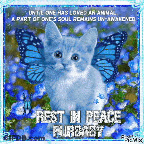 A Picture Of A Kitten With Blue Butterflies On Its Wings And The Words Rest In Peace Furbaby GIF