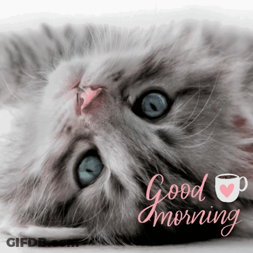 A Picture Of A Kitten With Blue Eyes And The Words " Good Morning " GIF