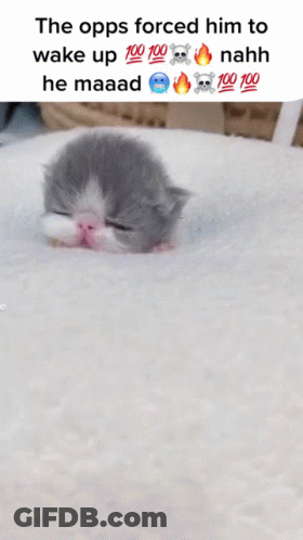 A Picture Of A Kitten With The Caption " The Opps Forced Him To Wake Up " GIF