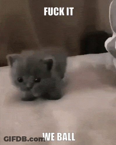 A Picture Of A Kitten With The Words Fuck It We Ball GIF