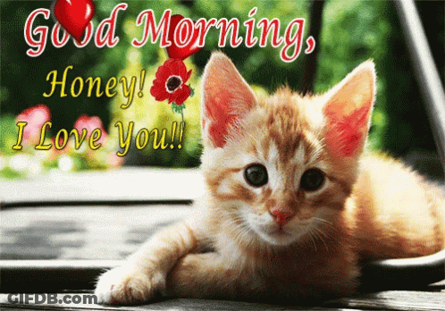A Picture Of A Kitten With The Words " Good Morning Honey I Love You " On It GIF