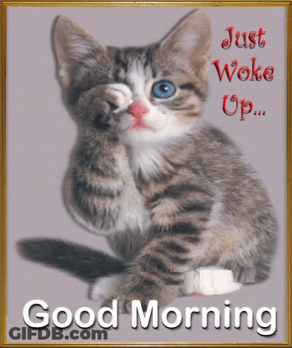 A Picture Of A Kitten With The Words " Just Woke Up Good Morning " On It GIF