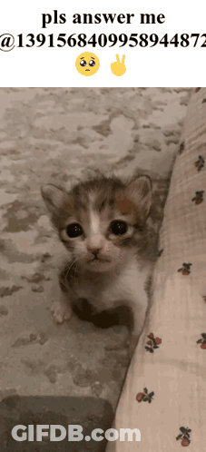 A Picture Of A Kitten With The Words Pls Answer Me At The Bottom GIF