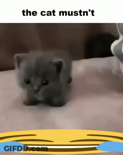 A Picture Of A Kitten With The Words The Cat Mustn 'T GIF
