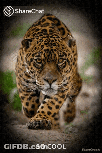 A Picture Of A Leopard With The Words So Cool Underneath It GIF