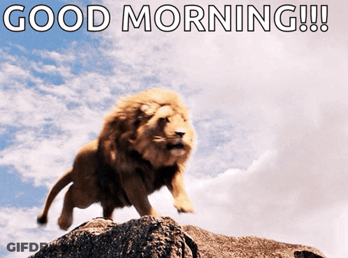 A Picture Of A Lion On A Rock With The Words " Good Morning " GIF