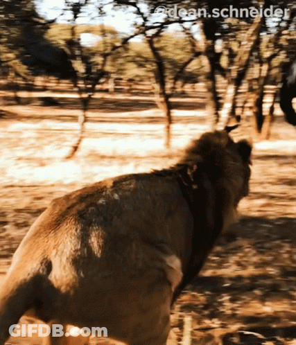 A Picture Of A Lion With The Name Dean Schneider On The Bottom GIF