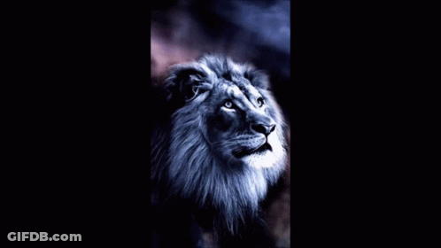 A Picture Of A Lion With The Word Lion Written In Pink GIF