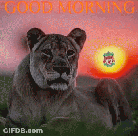 A Picture Of A Lion With The Words Good Morning GIF