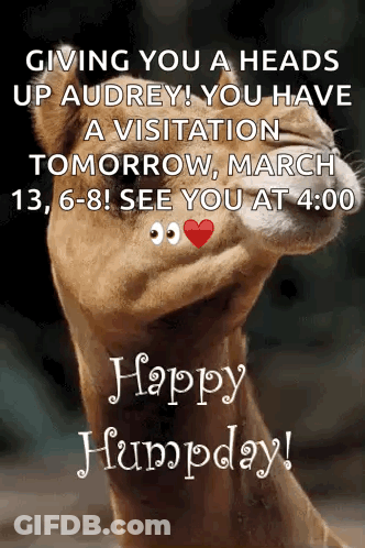 A Picture Of A Lion With The Words Happy Humpday Written On It GIF