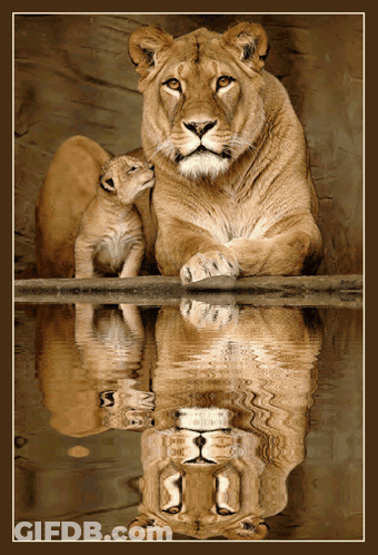 A Picture Of A Lioness And Her Cub With A Reflection Of The Lioness In The Water GIF