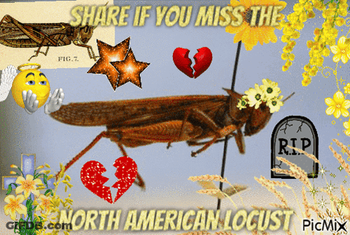A Picture Of A Locust With The Words Share If You Miss The North American Locust On It GIF