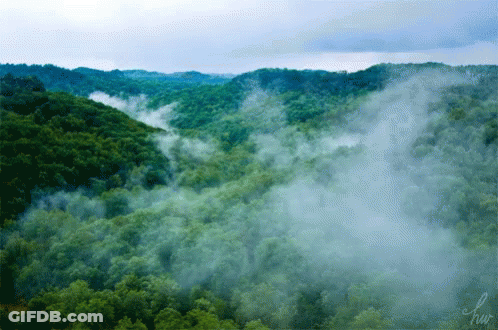 A Picture Of A Lush Green Forest With The Letters Hw On The Bottom Right GIF