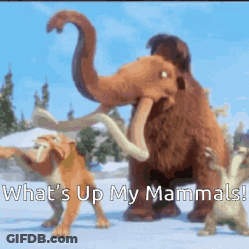 A Picture Of A Mammoth With The Words " What 'S Up My Mammals " At The Bottom GIF