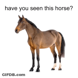 A Picture Of A Man And A Horse With The Words Have You Seen This Horse Below It GIF