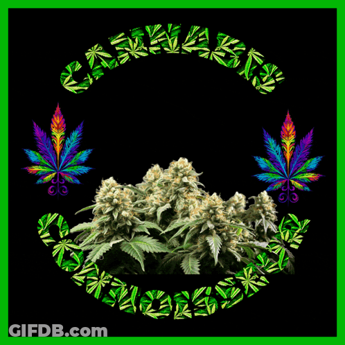A Picture Of A Marijuana Plant With The Words " Cannabis Connoisseur " Below It GIF