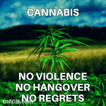 A Picture Of A Marijuana Plant With The Words Cannabis No Violence No Hangover No Regrets On It GIF