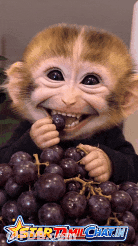 A Picture Of A Monkey Eating Grapes With A Star Tamilchat.in Logo Behind It GIF
