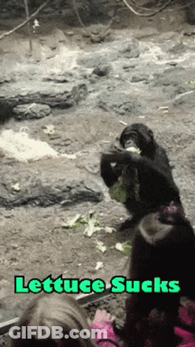 A Picture Of A Monkey Eating Lettuce With The Words Lettuce Sucks Above It GIF