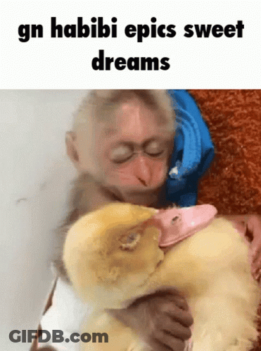 A Picture Of A Monkey Holding A Baby Duck With The Caption Gn Habibi Epics Sweet Dreams GIF