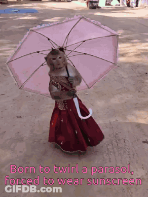 A Picture Of A Monkey Holding An Umbrella With The Caption Born To Twirl A Parasol GIF