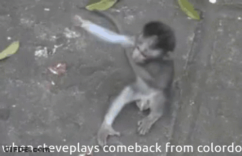 A Picture Of A Monkey With The Caption When Steve Plays Comeback From Colordo GIF
