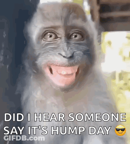 A Picture Of A Monkey With The Words Did I Hear Someone Say It 'S Hump Day On The Bottom GIF