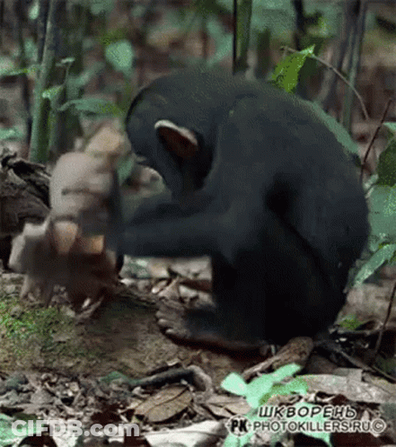 A Picture Of A Monkey With The Words Photokillers.ru Written Below It GIF