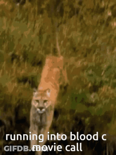 A Picture Of A Mountain Lion Running Into Blood With The Caption Running Into Blood C Movie Call GIF